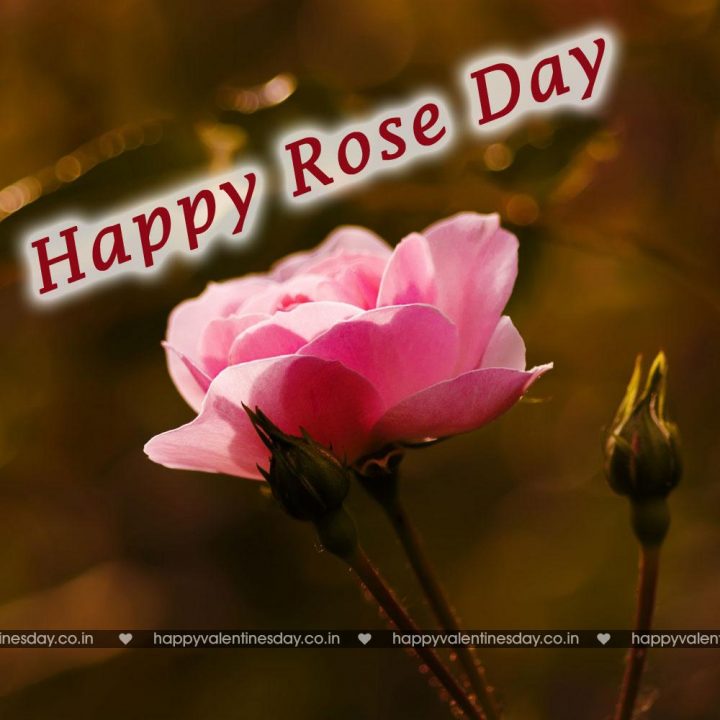 Rose Day