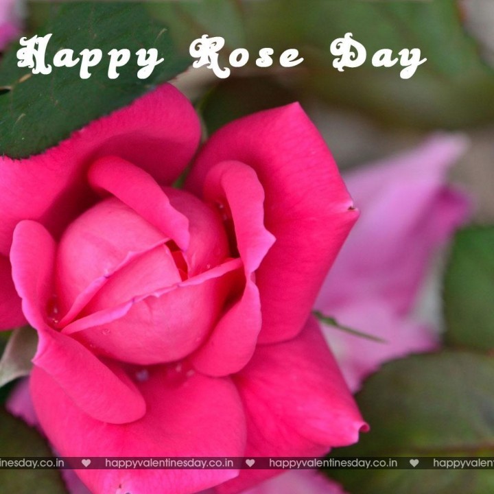 Rose Day – free ecards funny