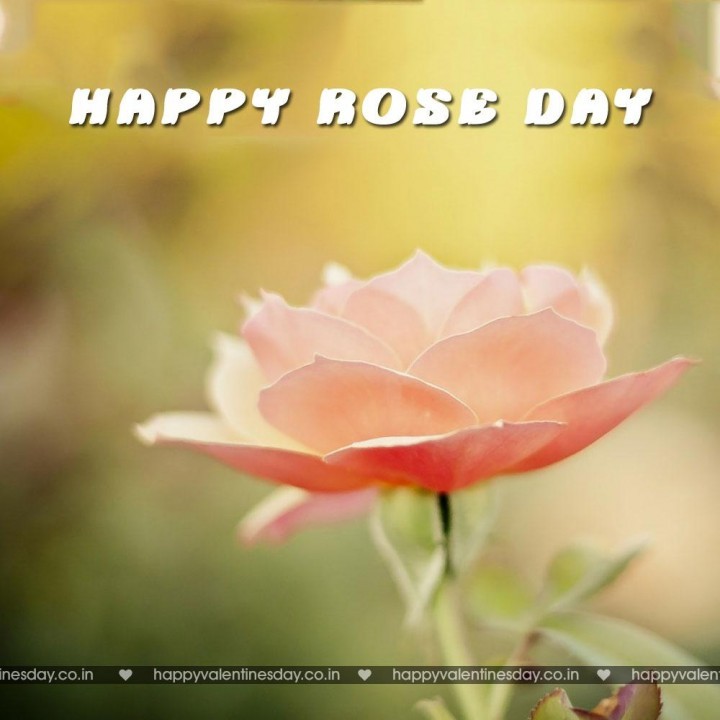 Rose Day – online greeting cards