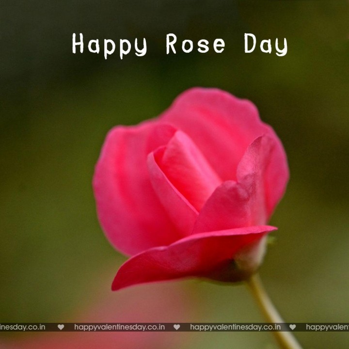 Rose Day – happy valentines day quote