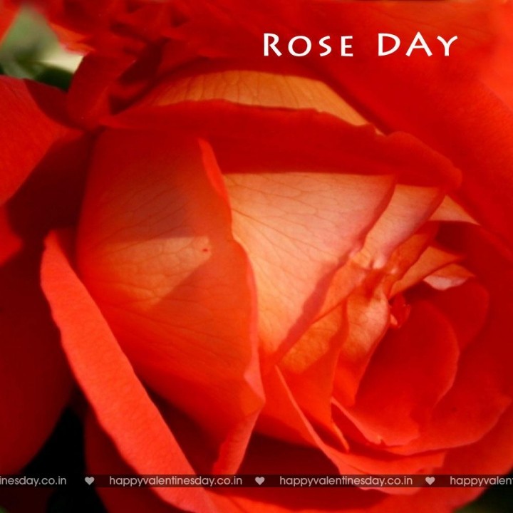 Rose Day – www happy valentines day pictures
