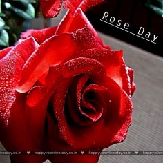 Rose Day – happy valentine day wallpaper