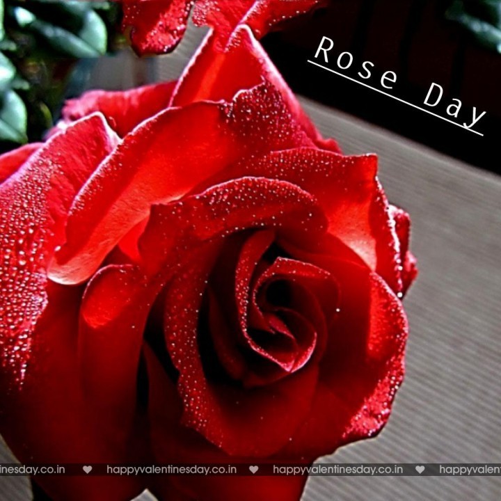 Rose Day – happy valentine day wallpaper