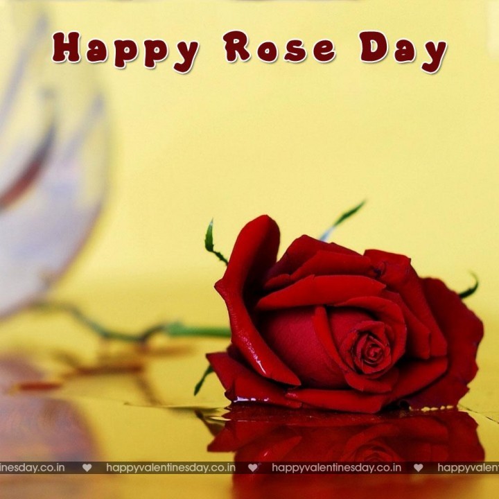 Rose Day – happy valentines day graphics