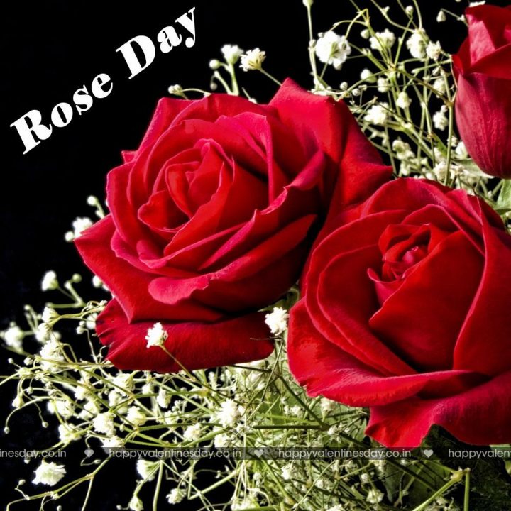 Rose Day