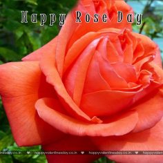 Rose Day – cute happy valentines day