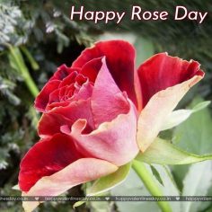 Rose Day – free e greetings
