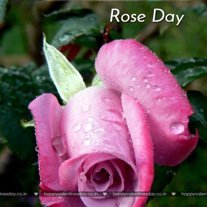 Rose Day – happy valentines day babe