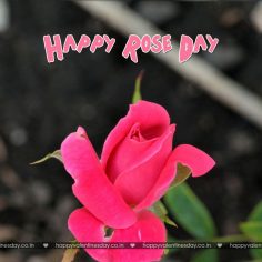 Rose Day – happy valentines day kids