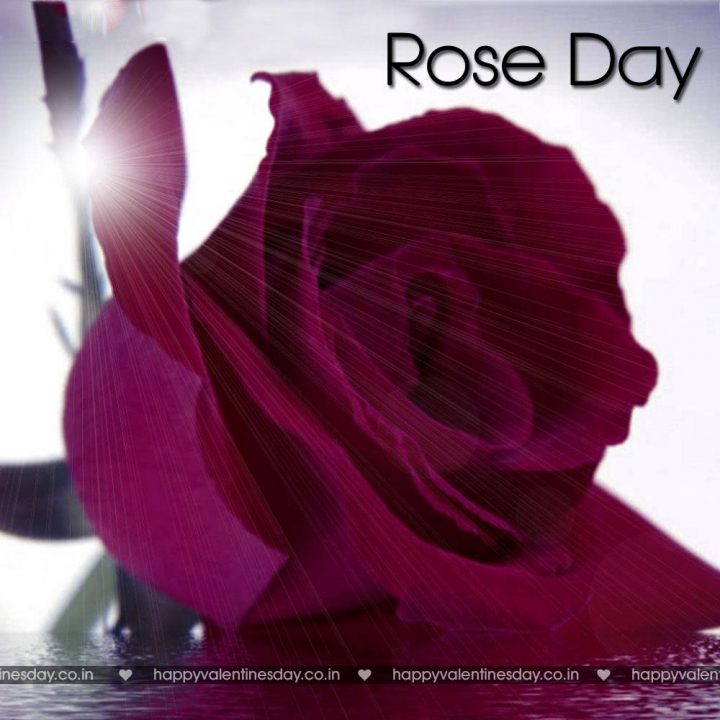 Rose Day – free online greeting cards