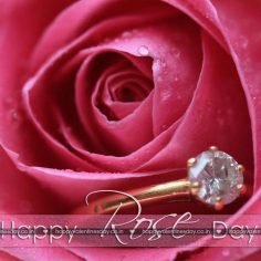 Rose Day