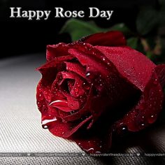 Rose Day – happy valentines day sexy