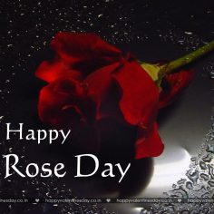 Rose Day – free thank you ecards