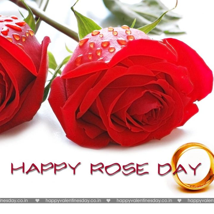 Rose Day – valentines greetings