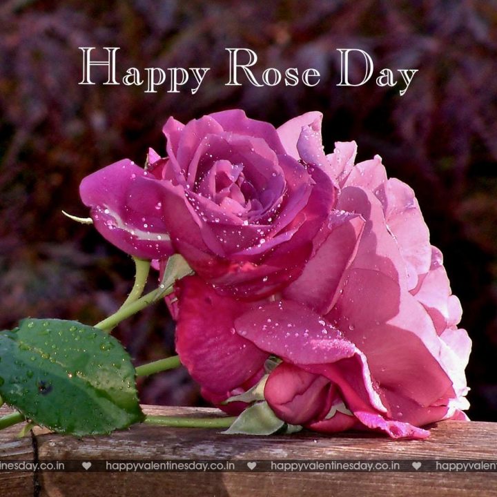 Rose Day – valentines day pictures images photos