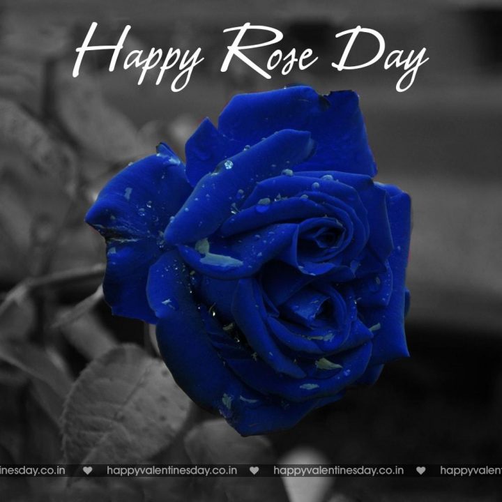 Rose Day – happy valentines day free images